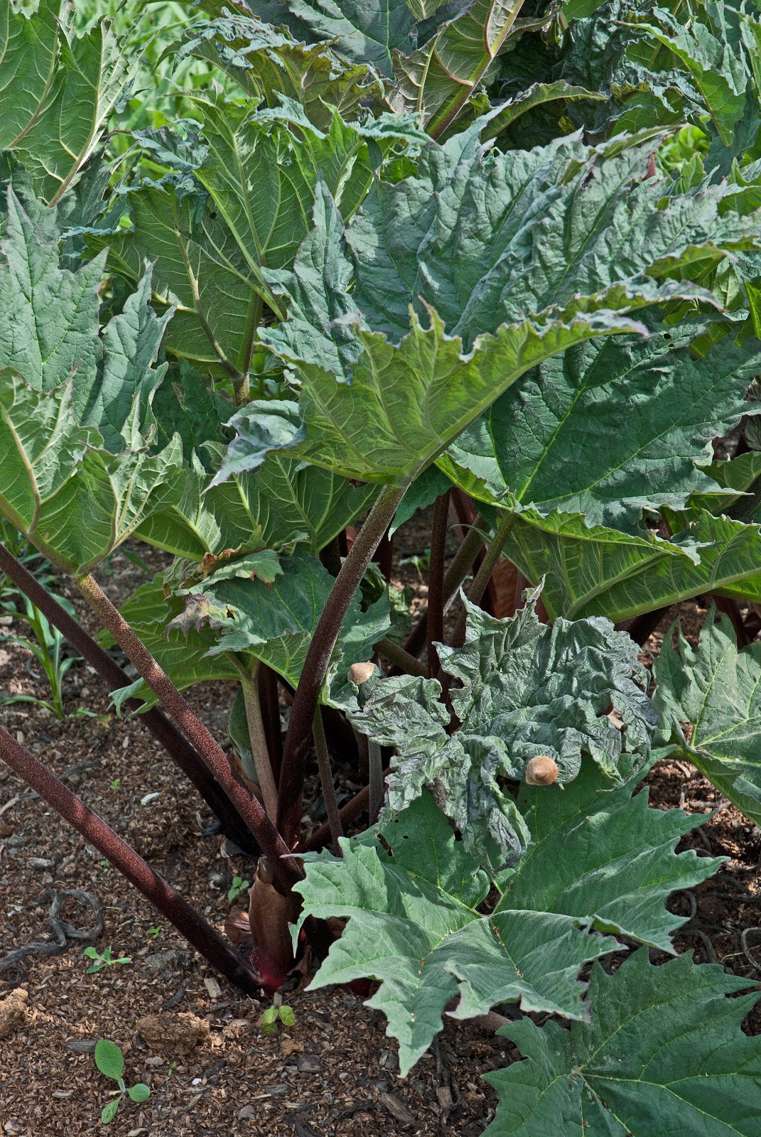Rheum rhabarbarum 'Goliath'